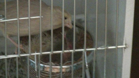 mama tilly geeft eten aan jong 